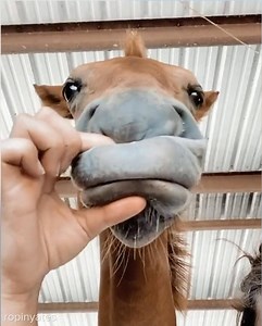 225K views · 3.1K reactions | nap time with Yates | BuzzFeed Video | Facebook