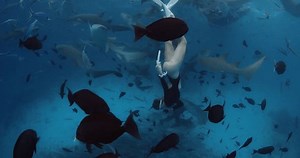 Sporty Woman Freediver Dives Swimming Nurse Stock Footage Video (100% Royalty-free) 3416558301 | Shutterstock