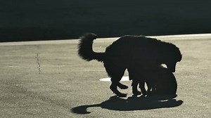 Deux chiens errants essayant de s'accoupler : vidéo de stock (100 % libre de droit) 3667089173 | Shutterstock