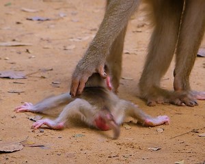 4 comments | O.M.G Trillion pity baby monkey LEO crying tantrum very loud because mum abandoned and leaving not nursing #monkey #babymonkey #animal #wildlife | Monkey Jane Family | Facebook