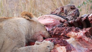 7.7K views · 139 reactions | Lion cub feeding relentlessly after the the rest of the pride members has eaten #LiveYourWild #AfricanBushKingdom #krugernationalpark #sanparks #borntobewild | African Bush Kingdom | Facebook