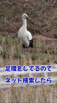 足環のあるコウノトリを調べたら 2026/2/28撮影 #short #野鳥 #コウノトリ