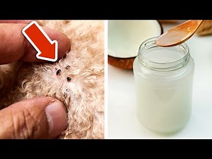 Apply Coconut Oil On Your Dog To Get Rid Of Fleas And Skin Problems