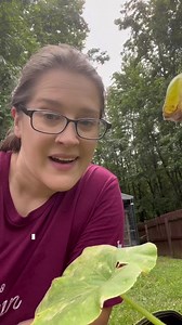 I was doing my squash inspections and wanted to show more on squash vine borer eggs. So… FACT OR MYTH: Squash vine borers only lay eggs at the base of a plant. #garden #gardening #backyardgarden #backyardgardening #squash #vineborer #vineborerdamage #squashvineborer #growingsquash | Lil Urban Farm