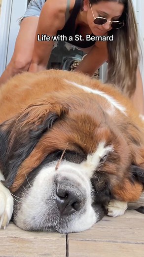 Looney Tunes Saint Bernard and Corgi Teacup Beethoven Dog Breed TikTok Compilation