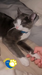Snuggles, purrs, unlimited love — our kitties give us so much to be grateful for! Paws and give thanks to your feline friend by giving them a toe bean massage 😻 Video courtesy of Instagram user taco_thepuritto | Fresh Step Litter