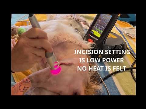 K-Laser VET Surgical Incision Laser Therapy on dogs and cats