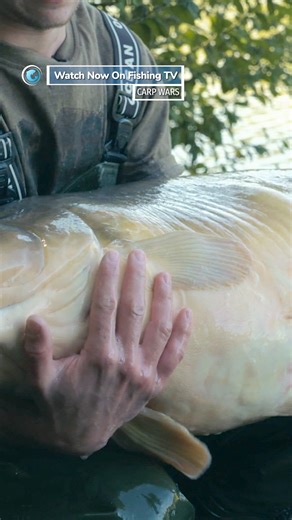 Now that’s a FAT Carp - ‘Carp Wars’ on FishingTV Click the link to watch now! https://www.fishingtv.com/series/carp-wars/ Carp Wars, the ultimate fishing challenge. We've assembled five of the UK's top carp anglers - Jerry Hammond, Ian Russell, Dave Lane, Mark Bryant and Ian Chillcott - plus one rookie - Harry Pratt - and we've pitted them against one another in a series of fifteen head-to-head matches. The top two on the leaderboard after 15 rounds go through to the grand final. #fishing #fishi
