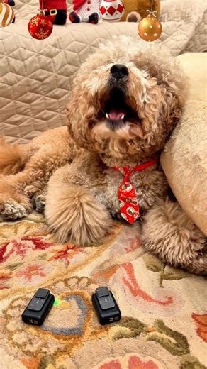 🌟 The first Noel, the angels did say... Charlie's delivering this timeless Christmas carol with beauty and reverence. One of the oldest and most beloved carols, perfect for celebrating the season ✨ Born is the King of Israel 🎄 #superfamouscharlie #SingingDog #fyp #christmas #thefirstnoel | Super Famous Charlie