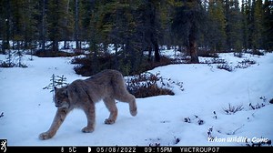 493K views · 11K reactions | My most unusual capture graces this two...