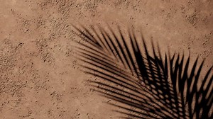 Shadow palm leaf Abstract silhouette shadow on the peach-colored concrete wall. Seamless loop.