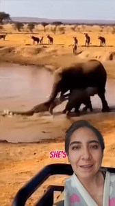 165K views · 1.7K reactions | Mamá elefante increíble | Estefy Rojas | Facebook