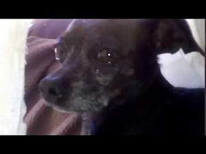 Pito de perro 2 todo un semental