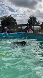 Labrador pool party 🐾🐾💕💕💦💦🩵🩵 | Canine Dip and Dive Maldon