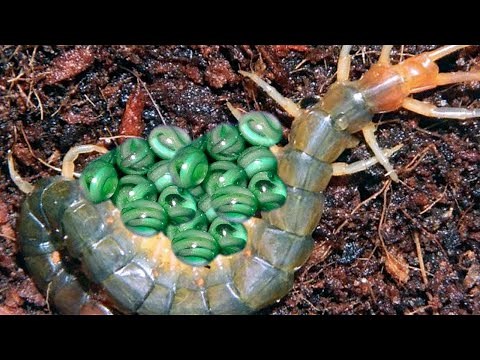 Here's How These 10 Animals Lay Eggs
