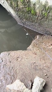 Cuối tháng đói quá vác cần đi câu, trúng ngay con cá còn đói hơn mình 😂 | Người Đồng Nai