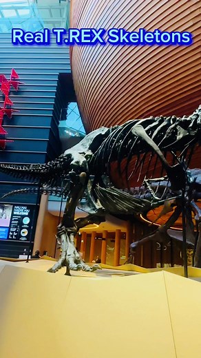 Real T.Rex Dinosaurs skeletons at Auckland Museum, Barbara & Peter! #auckland #newzealand | The Gibsons of New Zealand
