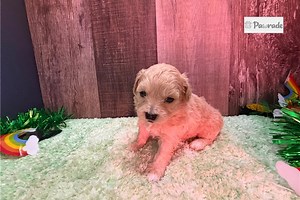 Gallie - Peekapoo Puppy 4AC724