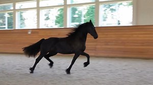 ✨ For Sale ✨ By Teade 392, Sport, and out of a Crown mare, check out this lovely Friesian filly for sale in Pennsylvania! ✨ 𝗥𝗮𝗱𝗶𝗮𝗻𝘁 𝗜𝗦𝗙 is a classical Friesian beauty raised in our developing program where she is handled regularly and is familiar with grooming, bathing, clipping, loading, and routine veterinary and farrier care. Find out price and more on our website, www.ironspringfarm.com #isfsales #isfbred #teade392 #friesian #friesianforsale #friesianfilly #thefutureisbright #futur