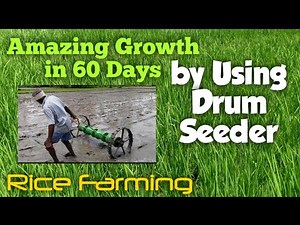 Rice Farming: Amazing Growth in 60 Days of Paddy Plants by Using Drum Paddy Seeder Machine