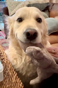 Dis Pops bring Granny a Baby. 🥹 Tryin Take Care Dis Granny, Pops | Along Came Polly, Rosie and Bubba