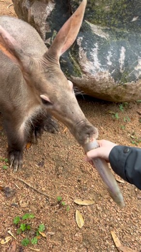 Happy National Aardvark Week! Learn more about Leia, our cherished resident aardvark at Audubon Zoo and more fun aardvark facts. | Audubon Zoo