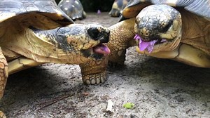 Zoo Keeper View 🐢👀 Take a minute to watch these radiated tortoises share a delicious hibiscus flower 🌺 Notice they don't have any teeth, in fact all turtles and tortoises lack teeth. Instead, their mouths have a hard, sharpened edge that they use to chomp with, similar to a bird’s beak. | Riverbanks Zoo and Garden