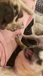 EVERY NIGHT WE HAVE SPECIAL SOFA TIME. We play, we snuggle, we do belly rubs, I hold and kiss every single rescued pug baby. They never fight during this time. They learn too share and not to be jealous. More loving and trusting and secure, and that much more closer to their Forever Homes. Love to you from all of us at the Pughouse. ❤️😘😘😘 | THE PUG QUEEN