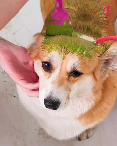 12K views · 229 reactions | Rescued and transformed, this pup finds its way home | Tips & Tricks | Facebook