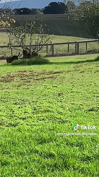 WagYourTail_Dogwear on TikTok