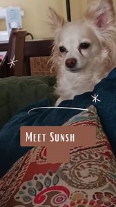 My name is Sunshine, I’m an 8 lb 10 yr old female long haired chihuahua. Although super shy, once I warm up and feel safe and comfortable my favorite place is on your lap or curled up right next to you. I’m house and pad trained. I like things to stay nice and calm so I would do better in a quiet household. I do not bark much, although a stranger at the door might inspire a few yelps. My mom hurt herself and could no longer care for me. $350 Adoption fee includes vaccines, spay/neuter, heartworm