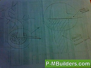 Radicare Un Taglio Di Quercia 🔧🔧 Suggerimenti Per Il Miglioramento Casa. Fai Le Tue Mani - 2025