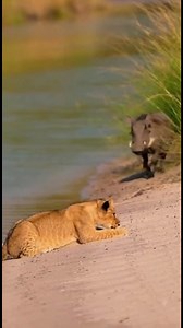 552K views · 8.4K reactions | A playful scene unfolds in an African safari park as a young lion cub rests by the river while a curious warthog approaches and teases him. #LionCub #Warthog #SafariWildlife #WildlifeMoments #BBCStyle #CuteAnimals #AnimalBehavior #AfricanWildlife #NatureShorts #ViralWildlife | Wild Zone | Facebook