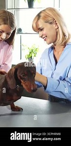 A joyful blonde woman beams as she interacts with her adorable German badger-dog at the vets office, where a compassionate vet in a pink uniform gently examines the pup. The scene radiates warmth and care, surrounded by lush green plants and sleek Stock Video Footage - Alamy