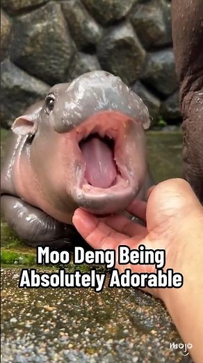 Moo Deng Being Absolutely Adorable 🤩