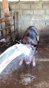 Pig Take A Shower - Pig Farm | Pig Videos #pig | Pig Videos