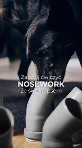 Zacznij ćwiczyć Nosework ze swoim psem. Zobacz jakie to proste! Nie musisz być zawodowcem, żeby w pełni korzystać z zalet, jakie daje Twojemu psu aktywność węchowa 👇 ✅ Większa pewność siebie. ✅ Dłuższa koncentracja. ✅ Wyciszenie i lepszy sen. ✅ Lepsza RELACJA z Tobą! PAMIĘTAJ ‼️ ✔️ SPOKOJNE TEMPO • Każdy pies (i człowiek!) uczy się w innym tempie • Powtarzaj każdy etap tyle razy, aż Twój pies będzie rozumiał zadanie. ✔️ STERYLNOŚĆ • Nie dotykaj puszek rękoma, którymi dotykałeś próbek zapachowyc