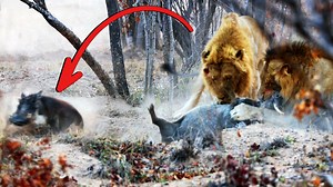 Warthog Sacrifices Itself to Lions so Family Can Escape When a pair of lions dig into a warthog den, one adult sacrifices itself so the rest of the family can escape. While the lions are distracted pulling the adult out of the hole, the rest of the family, including a few babies, make a run for it, escaping to safety. Tinged by Heine Thom from KPS Safari & Tours in the Timbavati Game Reserve. | Latest Sightings - Kruger