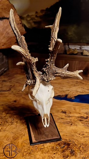 Romanian crazy roebuck from 1936 Great Bucks #hunt #hunting #slovakhunter #huntress #great #bucks #roe #deer #buck #roedeer #roebuck #rehbock #jagd #jakt #caza #corzo #art #huntingbook #safari #trophy #collection #radjur #wild #passion #huntingeurope #taxidermy | Robert DrRoe