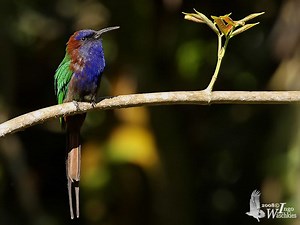 Purple bearded bee eater - Alchetron, the free social encyclopedia