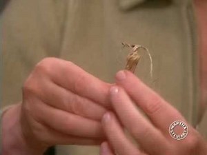 Pinecone Placecards | Thanksgiving Decorations | Martha Stewart