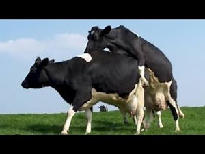 Cow Reproduction & Mating 🐄😉