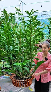 31K views · 314 reactions | Hoa lan Gatto Sunrise. Lâu lắm rồi mới xuất hiện trở lại. Sưu tầm trồng ngay thôi. #hoalan | Vườn Hoa Lan Đẹp | Facebook