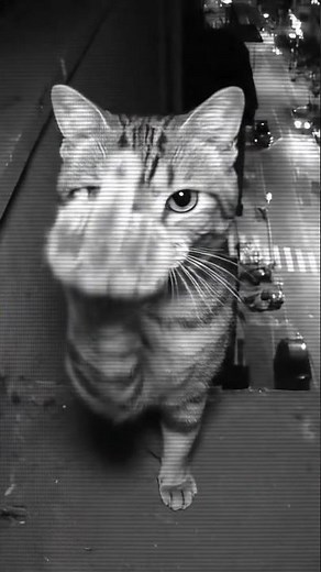 Cat doing middle finger #funnycats #funnyshorts #meme #jet2holiday