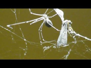 Spider Eating Moth 🕷🦋