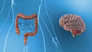 Subconscious Brain Impact On Intestinal Function: Stockvideos & Filmmaterial (100 % lizenzfrei) 3818779375 | Shutterstock