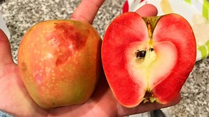 The Best Genetic Advancement in Apples I've Seen Yet - The LUCY Apple