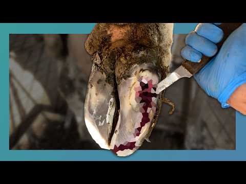 The Hoof That Couldn’t Walk – Extreme Cleaning Before & After #hooftrimming #satisfying #animals