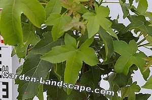 植物: Kugelamberbaum、Liquidambar Styraciflua Gumball-取り扱い説明書 | 2025