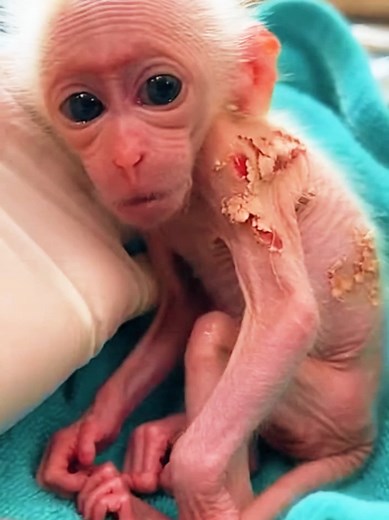 Rescue and Care for a Baby Monkey